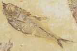 Plate of Two Fossil Fish (Diplomystus) - Wyoming #354047-1